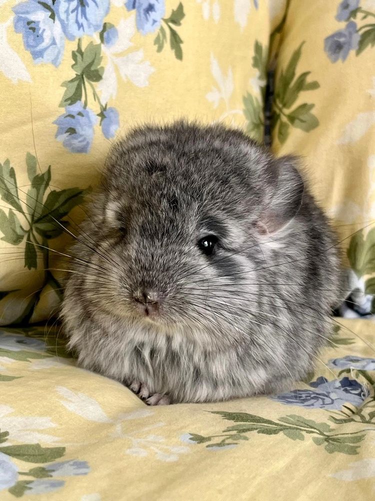 Chinchilla baby sales for sell